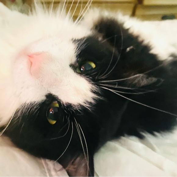 Vintage Genuine Tiger Eye Gemstone Cuff Links 3/4” faceted setting GORGEOUS! - Picture 8 of 8